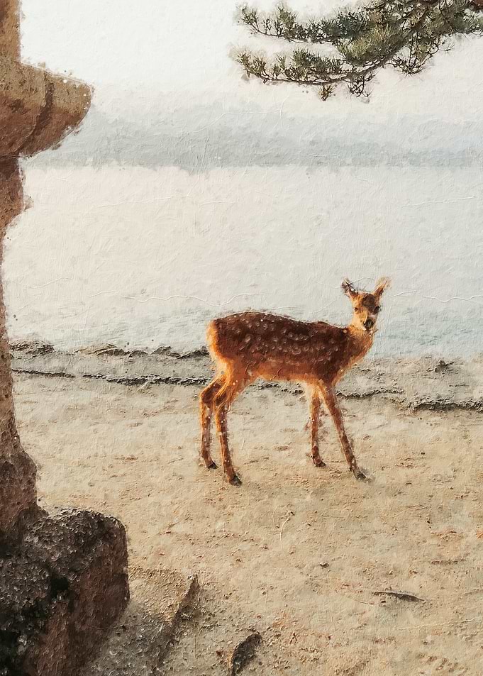 Deer by the Water