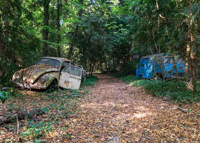 Abandoned VW Beetle in Forest