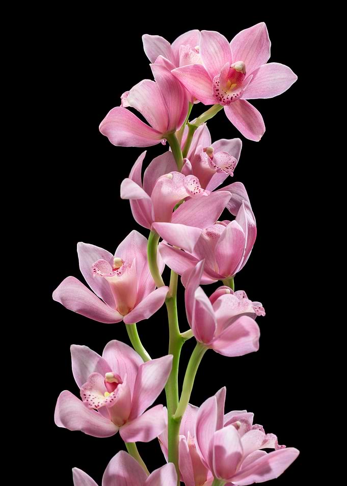 Pink Orchid Stems