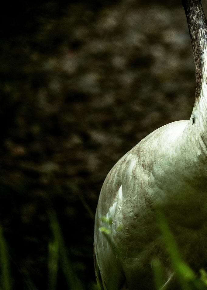 Close-up of a Heron's Neck and Body