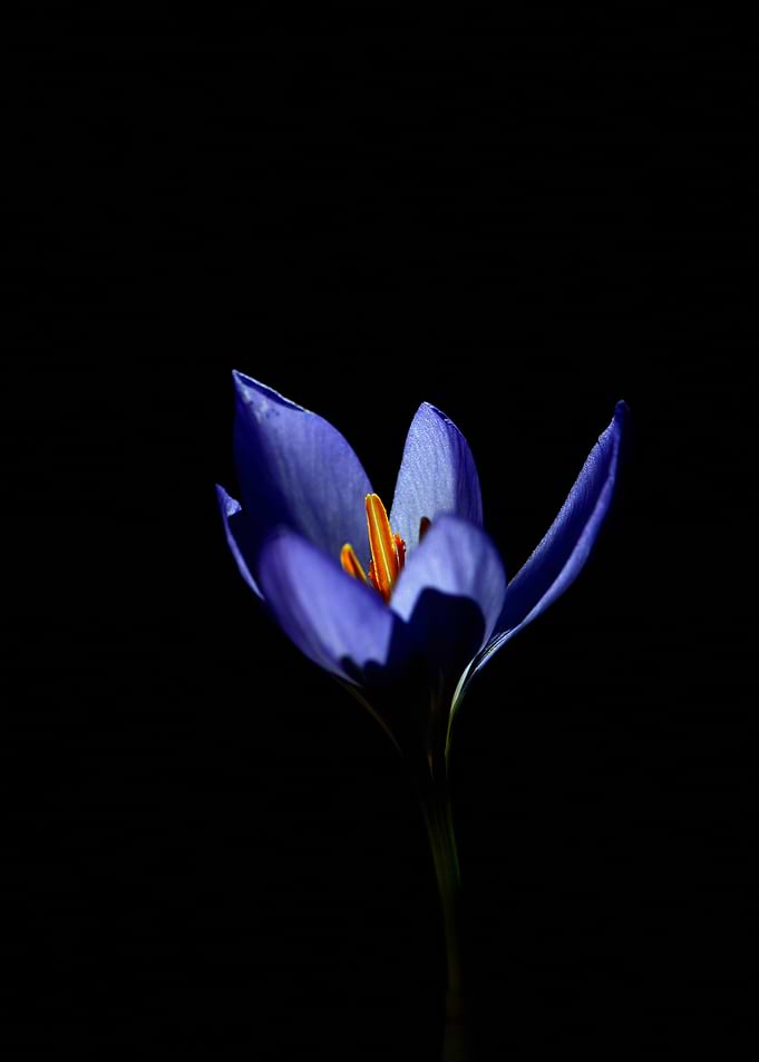 Blue Crocus Flower on Black Background