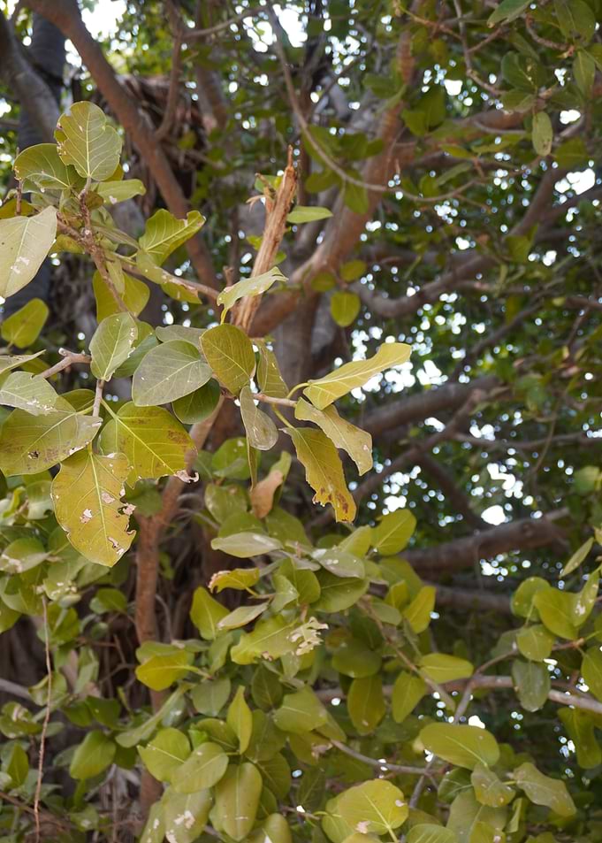 Sunlit Banyan Leaves