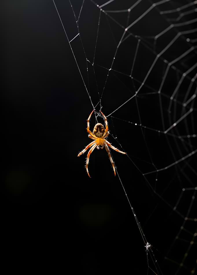 Spider on a Web
