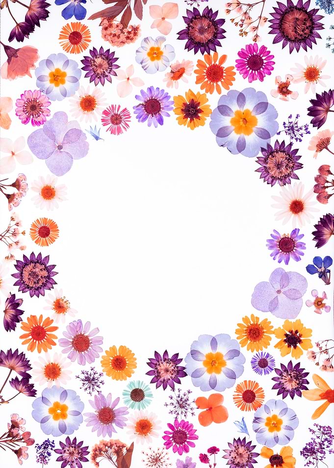 Dried Flower Border on White Background