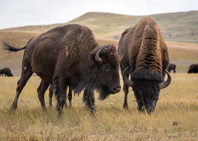 Two Bison Grazing in a Field