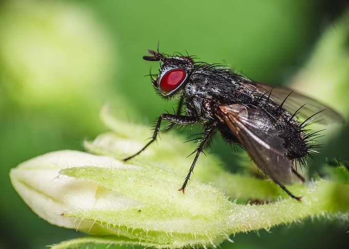 Macro shot of a fly on a flower bud