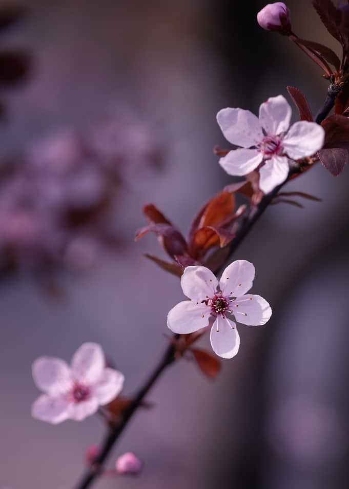 Delicate Pink Cherry Blossoms on Branch