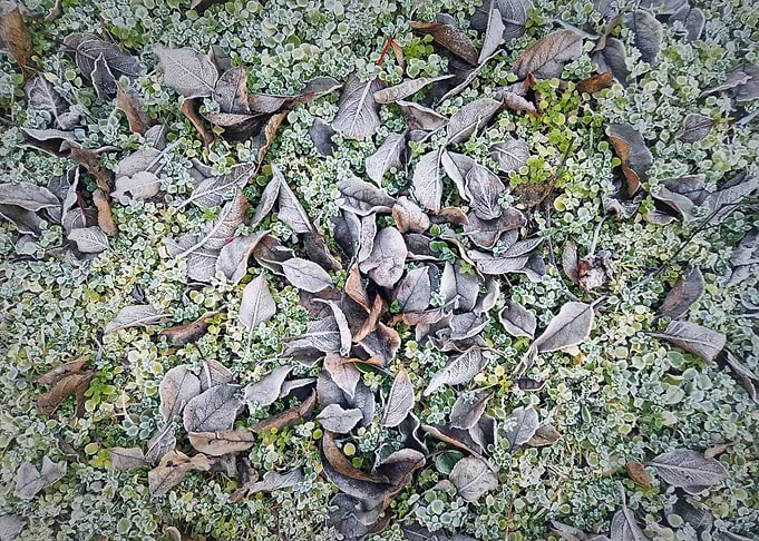 Frosty Autumn Leaves on Green Ground