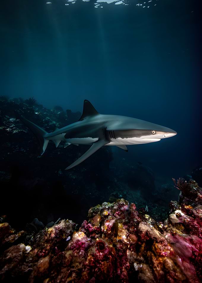 Shark swimming near coral reef
