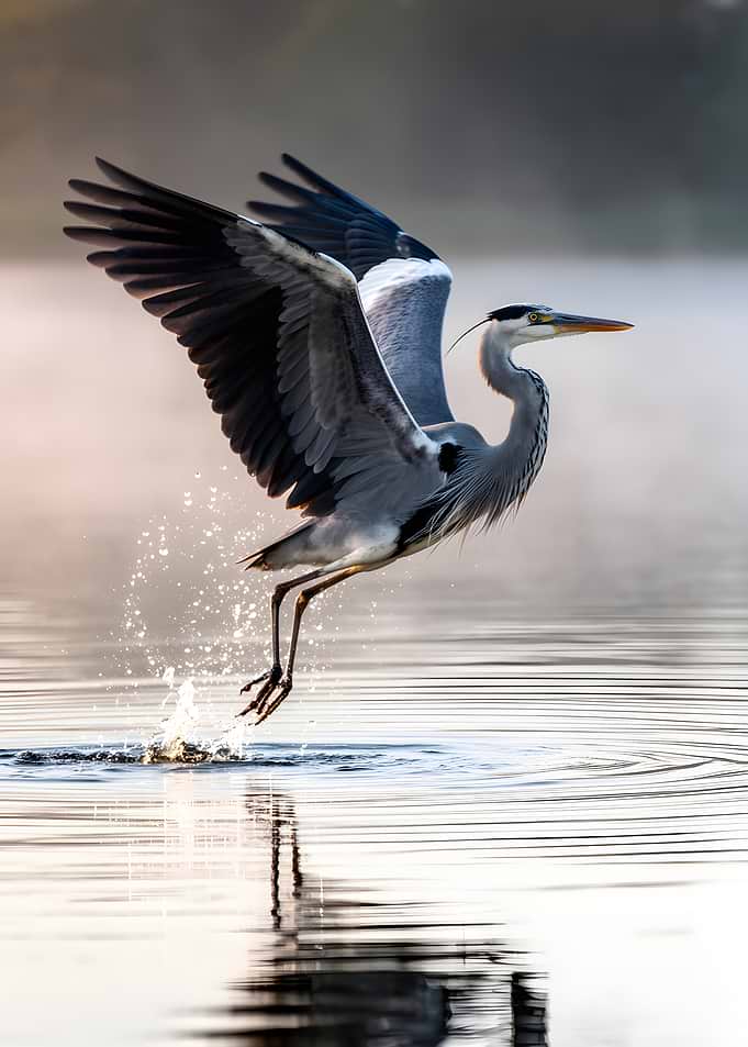Heron taking flight from water