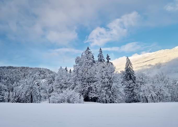 Snow-covered forest under a cloudy sky