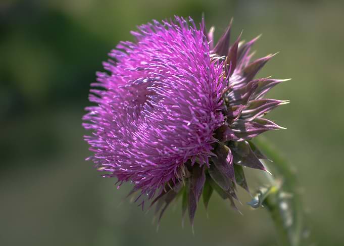 Purple Thistle Flower