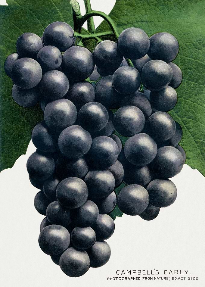 Campbell's Early Grapes