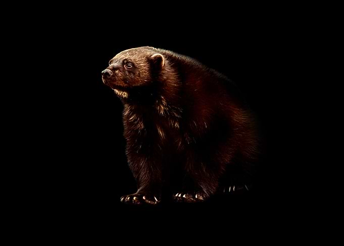 Wolverine on Black Background