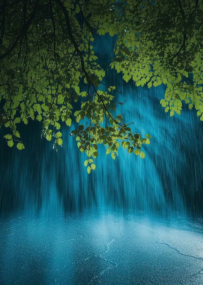 Rainy day with green leaves