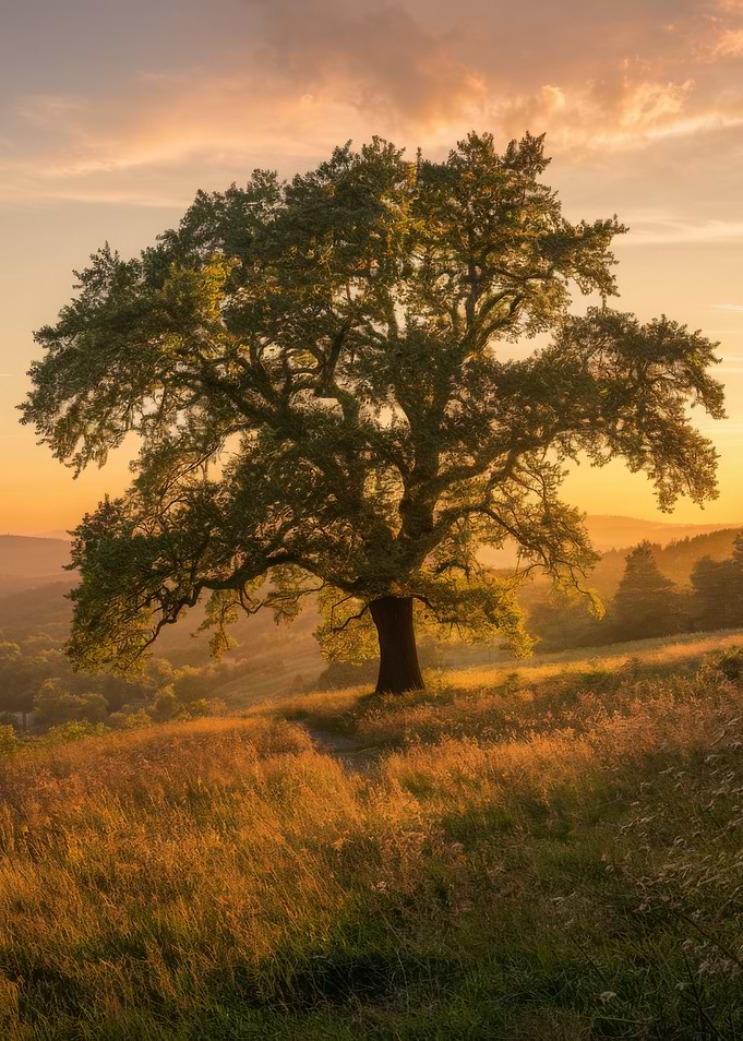 Oak Tree at Sunset