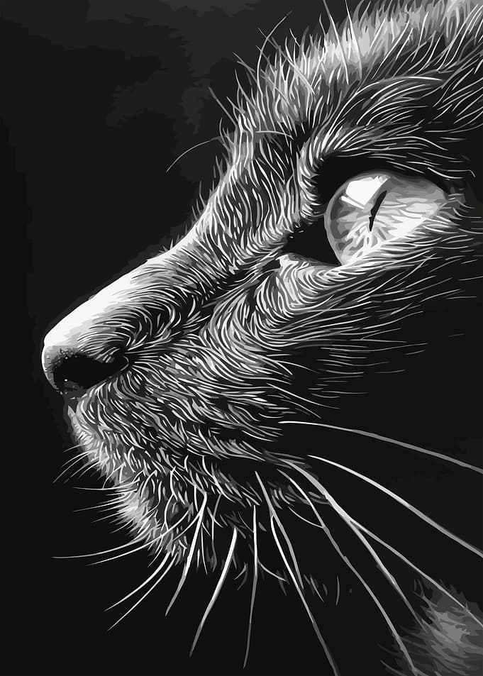 Close-up of a Black Cat's Face
