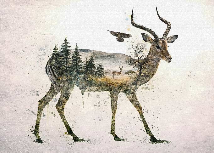 Double The Heart of the Natural Wilds