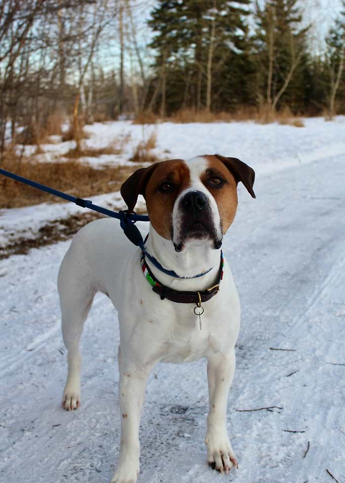 Dog on a Walk