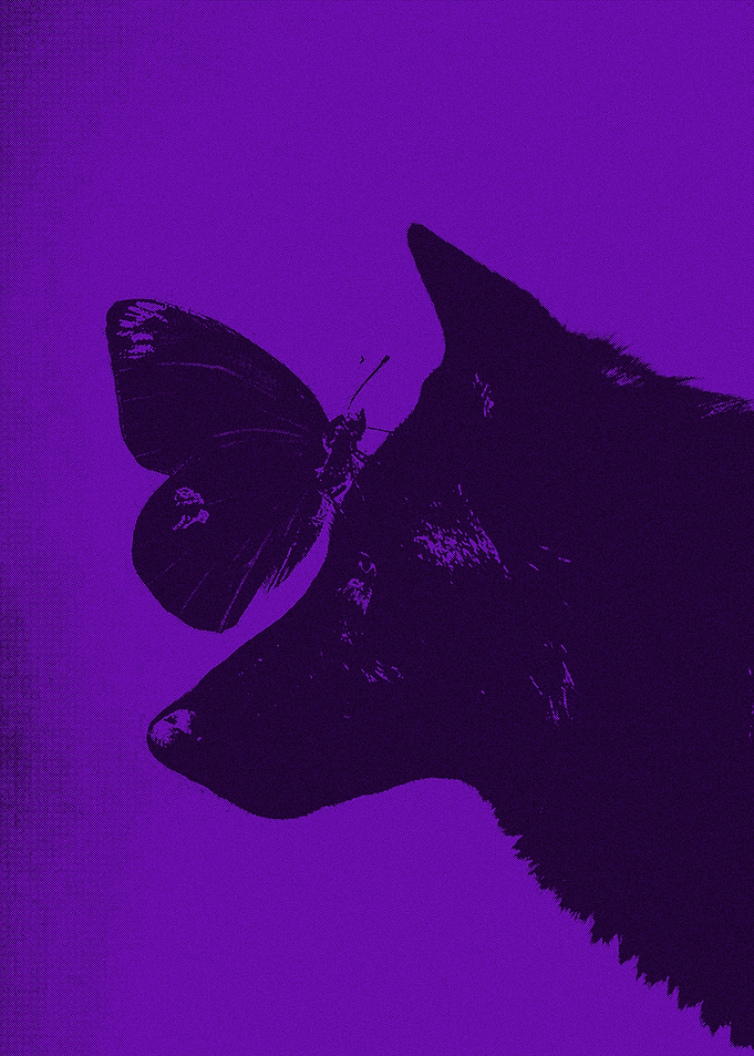 Butterfly and Dog's Grunge