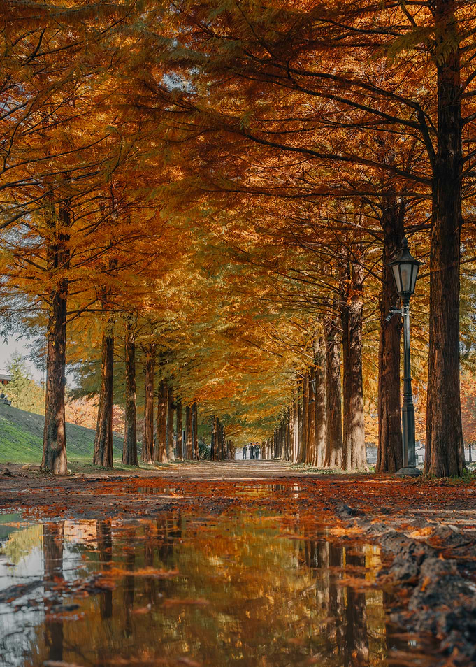 Autumn Tree Lined Path with Puddles