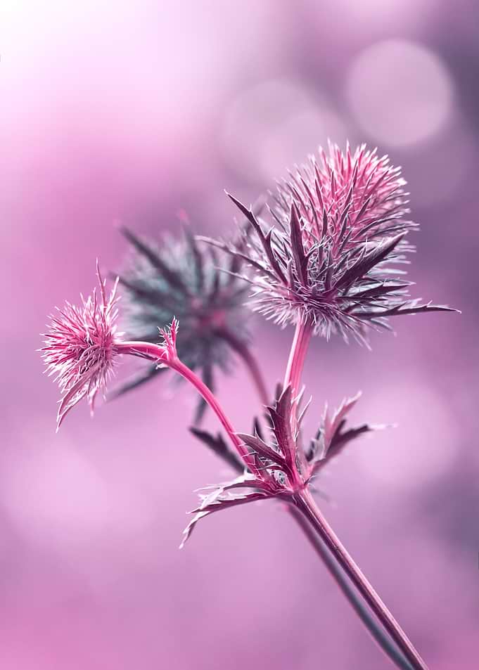 Pink Thistle Flowers