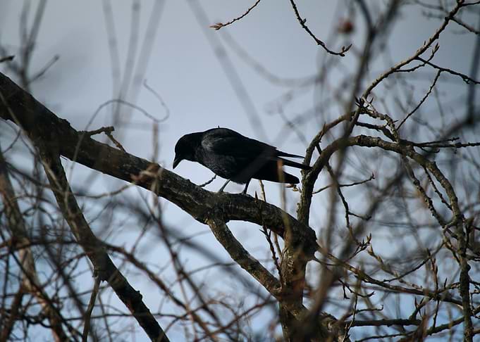 Watcher in the Branches