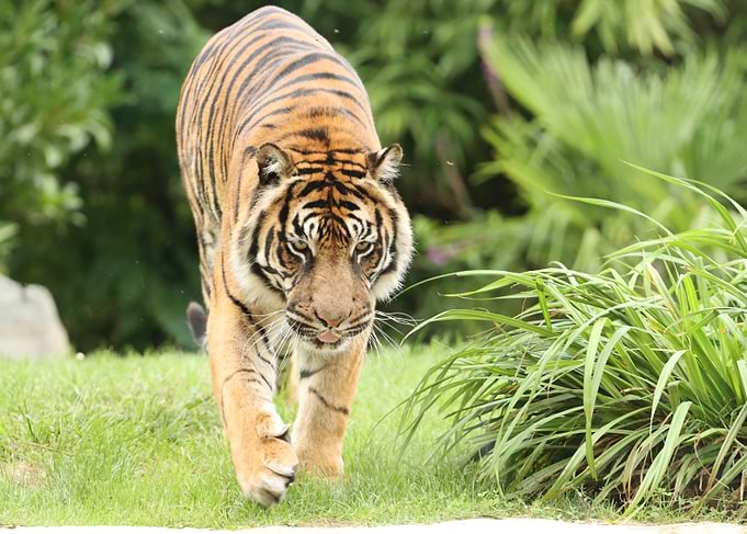 Tiger walking in lush greenery