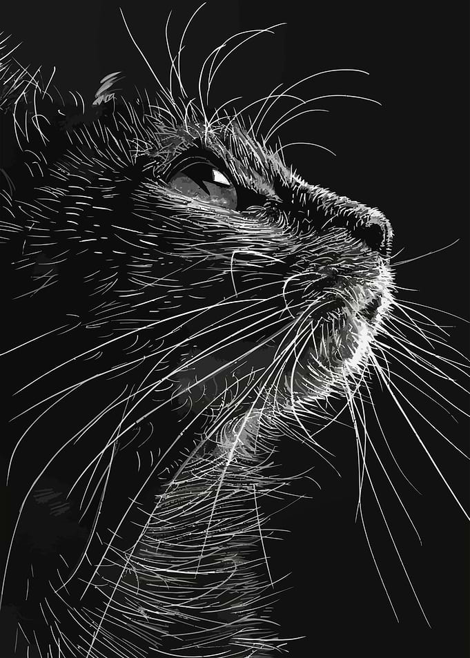 Black Cat Portrait