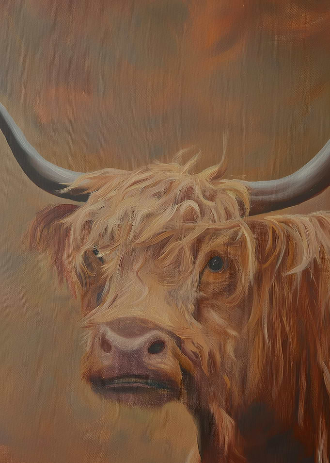 Highland Cow Portrait