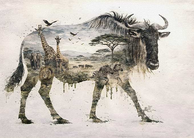 AfricanWildebeest Double Exposure