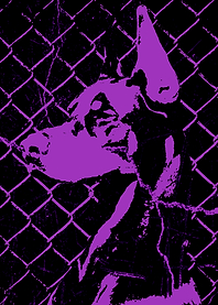 Purple Grunge Doberman Cover