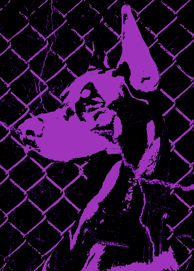 Purple Grunge Doberman Cover