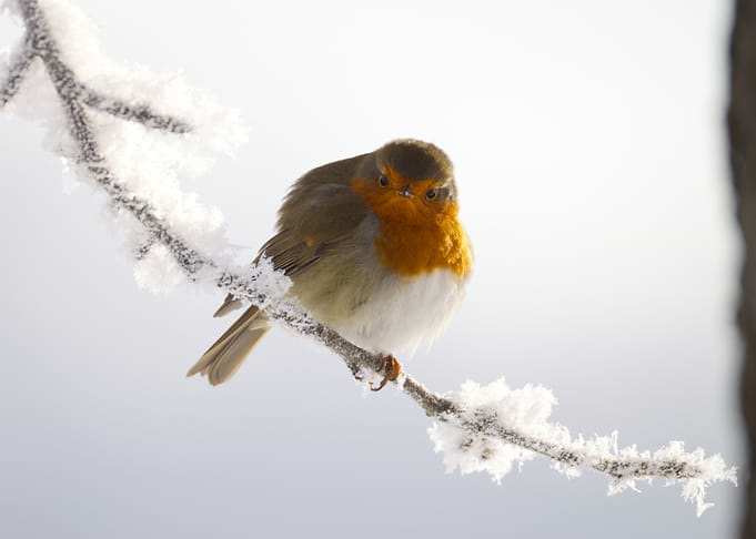 Robin perched on a frosty branch