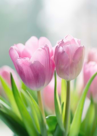 Soft Pink Tulips in Sunlight
