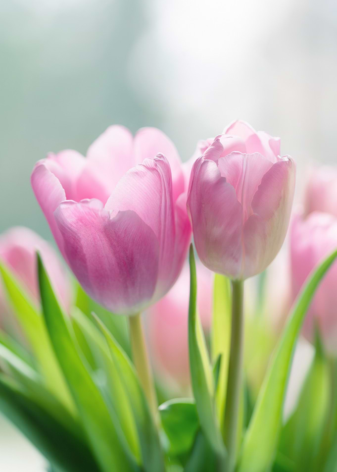 Soft Pink Tulips in Sunlight