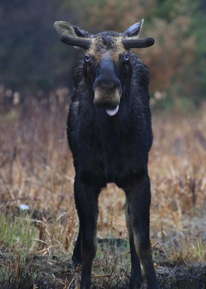 Mid snack Moose