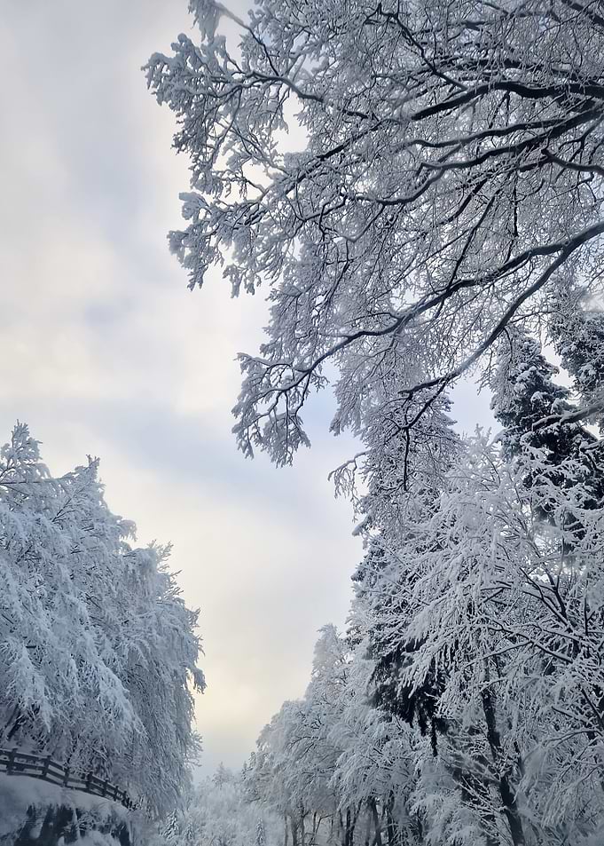 Snow-covered trees against a cloudy sky