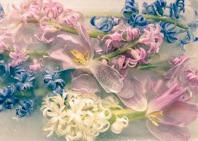 Frozen Flowers in Pastel Hues
