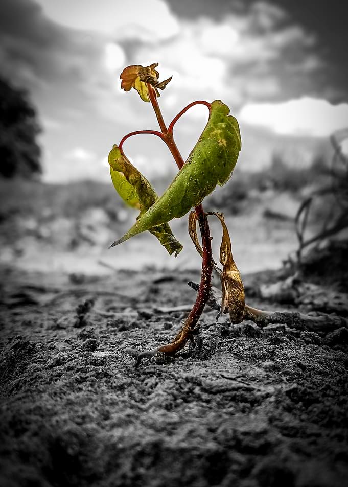 Lone plant struggling in dry earth