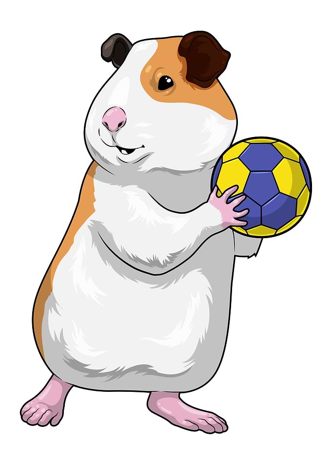 Guinea pig Handball player Handball