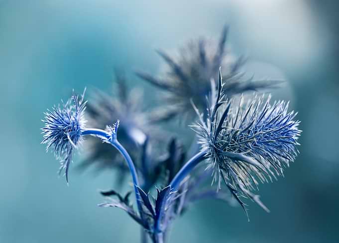 Blue Thistle Flower Macro