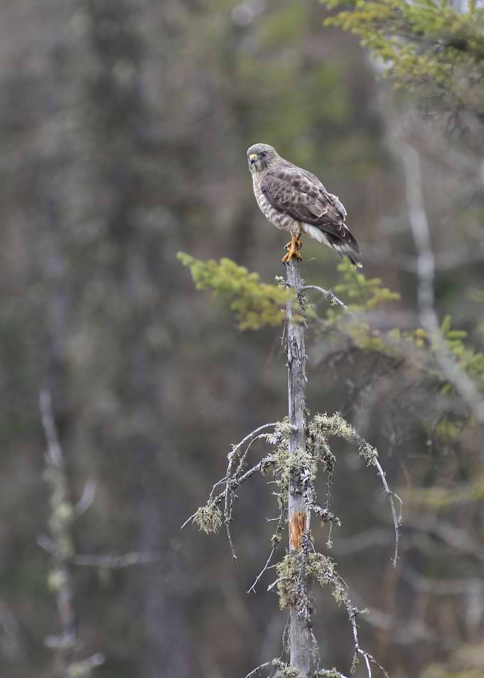 Hawk on lunch break