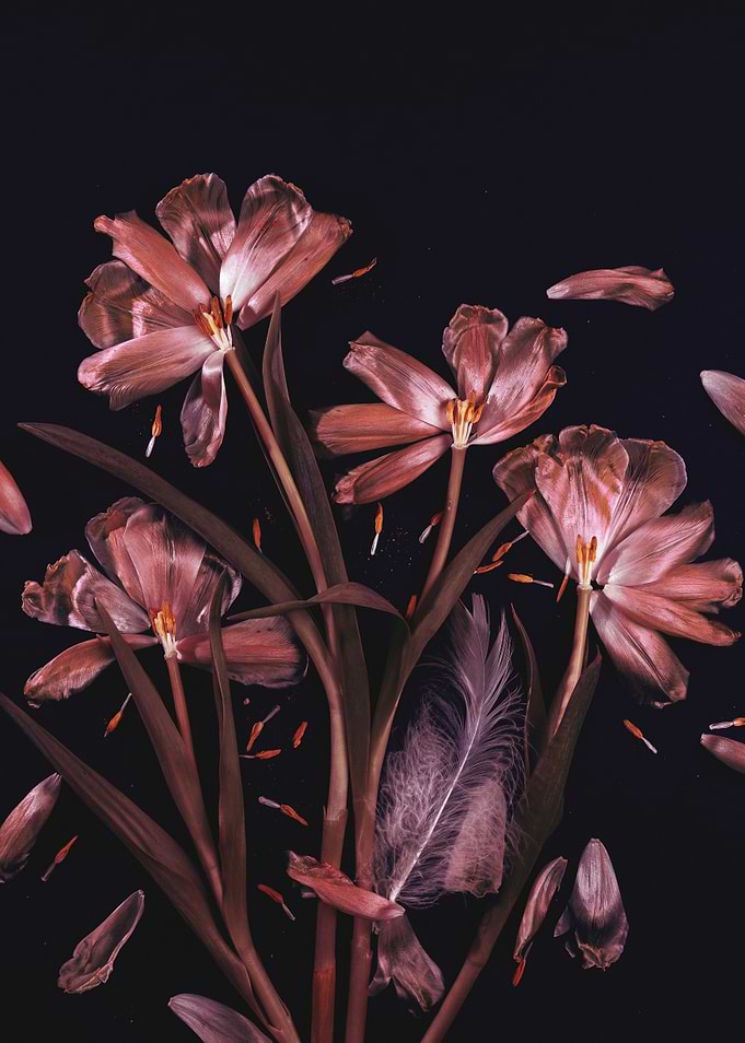 Withered Pink Tulips and Feather