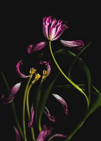 Wilting Pink Tulips on Black Background