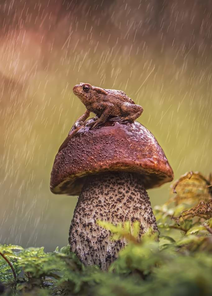 Frog on a mushroom in the rain