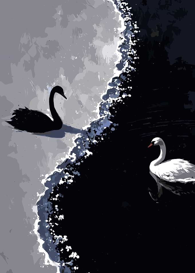 black and white swans couple