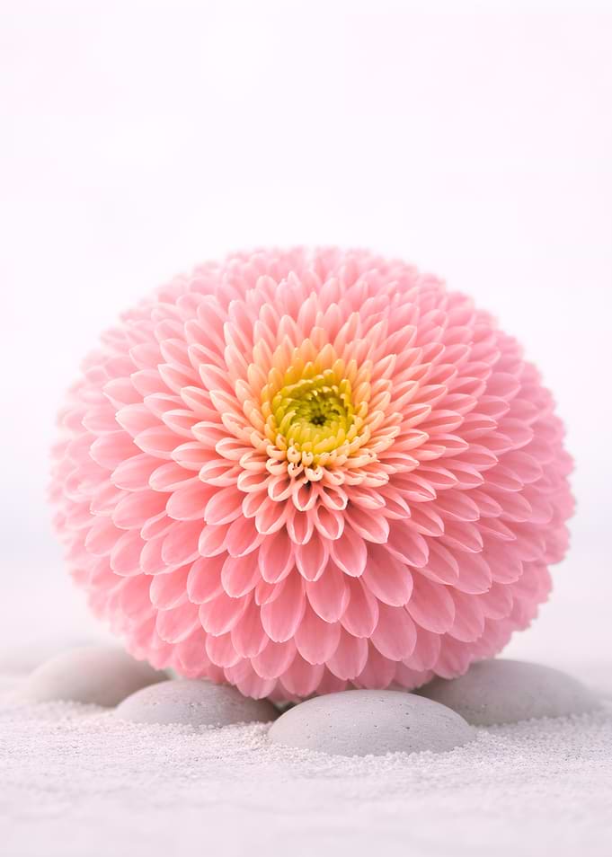 Pompon Chrysanthemum on White Pebbles