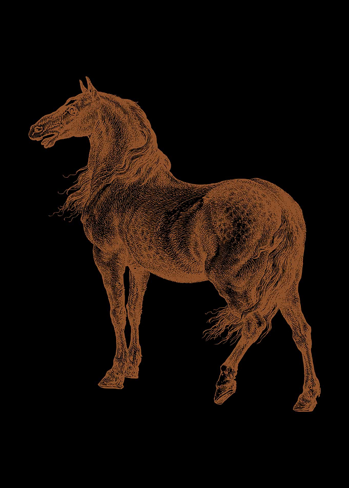 Vintage Horse Illustration