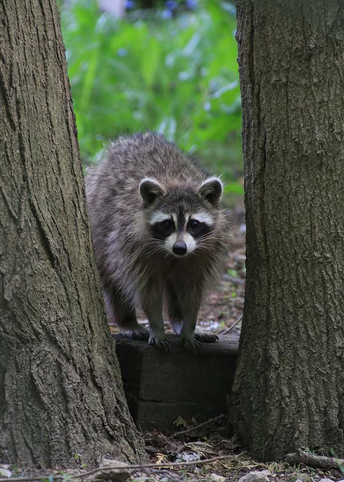Mid day Snack Run